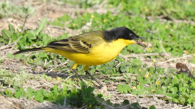 Sarı Kuyruksallayan (Motacilla flava) - Gaziantep / Nizip kuş fotoğrafı