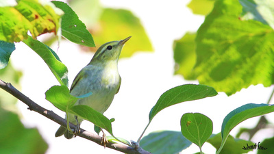 Orman çıvgını (Phylloscopus sibilatrix) - Kastamonu / Abana kuş fotoğrafı