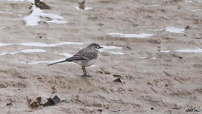 Ak Kuyruksallayan (Motacilla alba) - Kastamonu / Abana kuş fotoğrafı