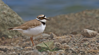 Halkalı Küçük Cılıbıt - Charadrius dubius kuş fotoğrafı