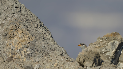 Kum Kekliği - Ammoperdix griseogularis kuş fotoğrafı