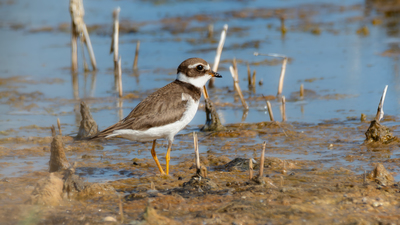 Halkalı Cılıbıt (Charadrius hiaticula) - Adana / Karataş kuş fotoğrafı