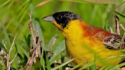 Karabaşlı Çinte (Emberiza melanocephala) - Malatya / Doğanşehir kuş fotoğrafı