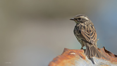 Sürmeli Dağbülbülü - Prunella ocularis kuş fotoğrafı