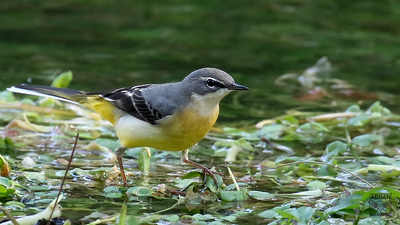 Dağ Kuyruksallayanı - Motacilla cinerea kuş fotoğrafı