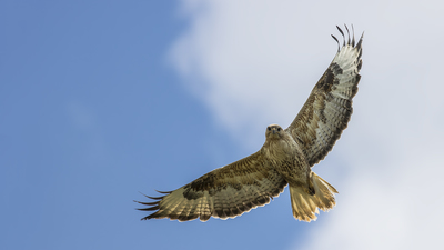 Kızıl Şahin