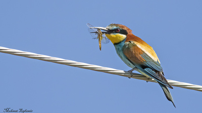Arıkuşu - Merops apiaster kuş fotoğrafı