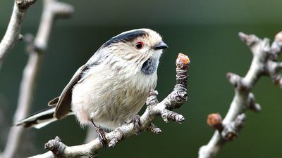 Uzunkuyruklu baştankara (Aegithalos caudatus) - İzmir / Karabağlar kuş fotoğrafı