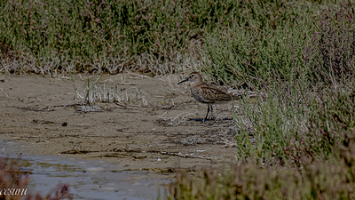 Karakarınlı Kumkuşu - Calidris alpina kuş fotoğrafı