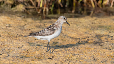Küçük Kumkuşu (Calidris minuta) - Adana / Karataş kuş fotoğrafı