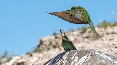 Yeşil Arıkuşu (Merops persicus) - Şanlıurfa / Karaköprü kuş fotoğrafı