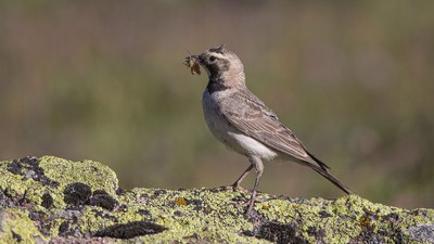 Kulaklı Toygar - Eremophila alpestris kuş fotoğrafı
