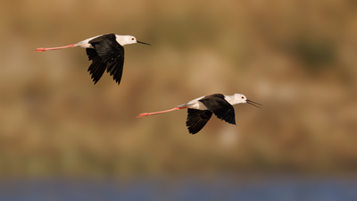 Uzunbacak - Himantopus himantopus kuş fotoğrafı