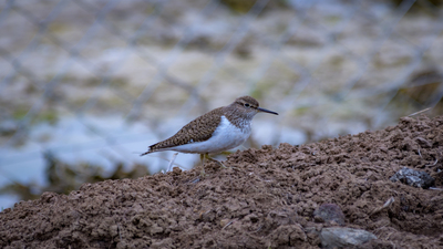 Dere düdükçünü (Actitis hypoleucos) - Ankara / Gölbaşı kuş fotoğrafı