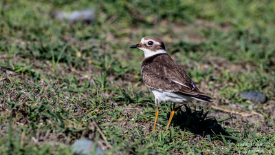Halkalı cılıbıt (Charadrius hiaticula) - KKTC / Güzelyurt kuş fotoğrafı