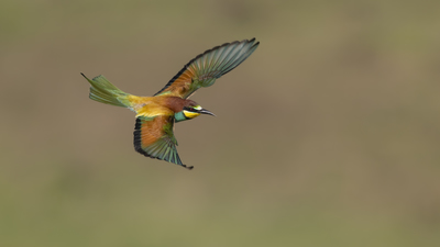 Arıkuşu - Merops apiaster kuş fotoğrafı