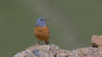 Taşkızılı - Monticola saxatilis kuş fotoğrafı