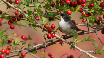 Maskeli Ötleğen - Curruca melanocephala kuş fotoğrafı