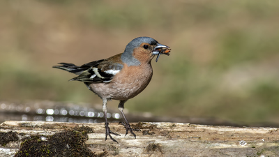 İspinoz - Fringilla coelebs kuş fotoğrafı