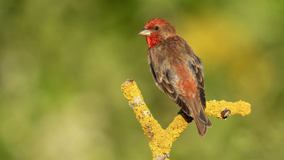 Çütre - Carpodacus erythrinus kuş fotoğrafı
