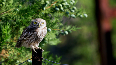 Kukumav (Athene noctua) - Denizli / Bozkurt kuş fotoğrafı