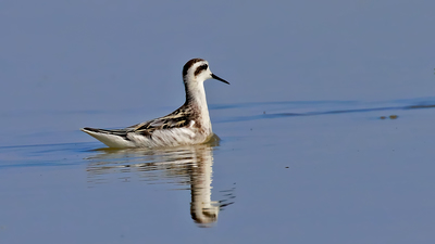Denizdüdükçünü - Phalaropus lobatus kuş fotoğrafı