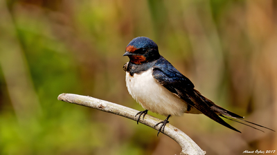 Kır Kırlangıcı - Hirundo rustica kuş fotoğrafı