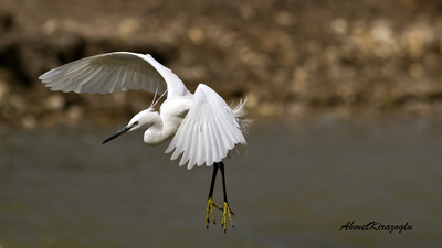 Küçük Ak Balıkçıl - Egretta garzetta kuş fotoğrafı