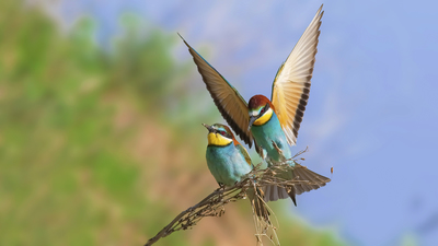 Arıkuşu - Merops apiaster kuş fotoğrafı