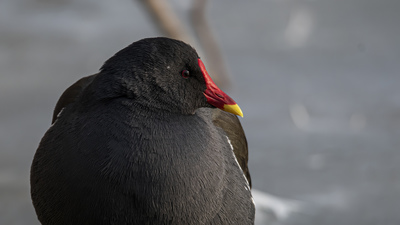 Sutavuğu - Gallinula chloropus kuş fotoğrafı