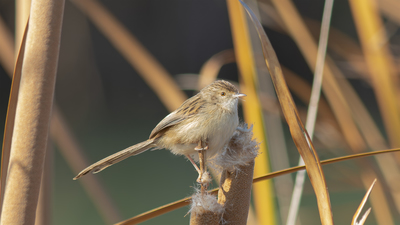 Dikkuyruklu Ötleğen - Prinia lepida kuş fotoğrafı