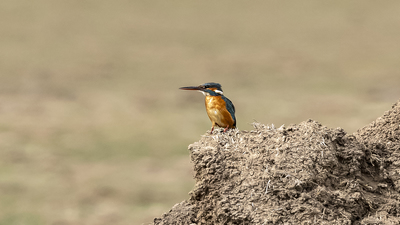 Yalıçapkını - Alcedo atthis kuş fotoğrafı