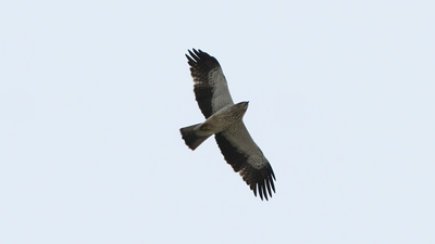 Küçük Kartal