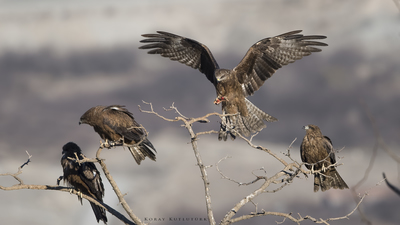 Kara Çaylak (Milvus migrans) - Malatya / Battalgazi kuş fotoğrafı