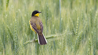 Sarı Kuyruksallayan - Motacilla flava kuş fotoğrafı