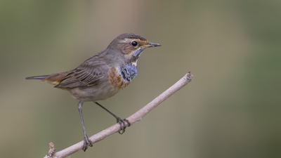 Mavigerdan - Luscinia svecica kuş fotoğrafı