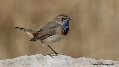 Mavigerdan (Luscinia svecica) - Ankara / Gölbaşı kuş fotoğrafı