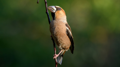 Kocabaş (Coccothraustes coccothraustes) - Denizli / Merkezefendi kuş fotoğrafı