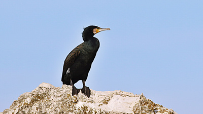 Karabatak