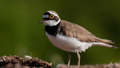 Halkalı Küçük Cılıbıt - Charadrius dubius kuş fotoğrafı