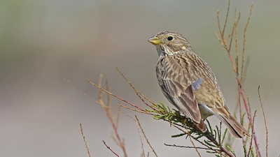 Tarla Çintesi - Emberiza calandra kuş fotoğrafı