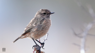 Taşkuşu - Saxicola rubicola kuş fotoğrafı