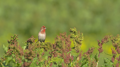 Çütre (Carpodacus erythrinus) - Rize / İkizdere kuş fotoğrafı