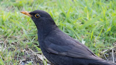 Karatavuk - Turdus merula kuş fotoğrafı