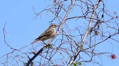 Çayır Taşkuşu (Saxicola rubetra) - Antalya / Kemer kuş fotoğrafı