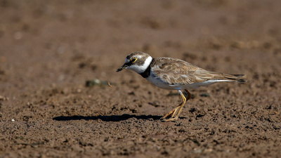 Halkalı Küçük Cılıbıt (Charadrius dubius) - Muğla / Bodrum kuş fotoğrafı