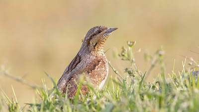 Boyunçeviren - Jynx torquilla kuş fotoğrafı