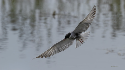 Bıyıklı Sumru - Chlidonias hybrida kuş fotoğrafı