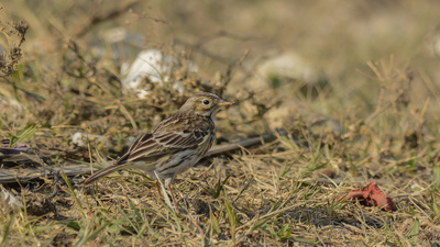 Çayır İncirkuşu (Anthus pratensis) - Hatay / Samandağ kuş fotoğrafı