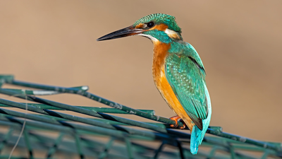 Yalıçapkını - Alcedo atthis kuş fotoğrafı